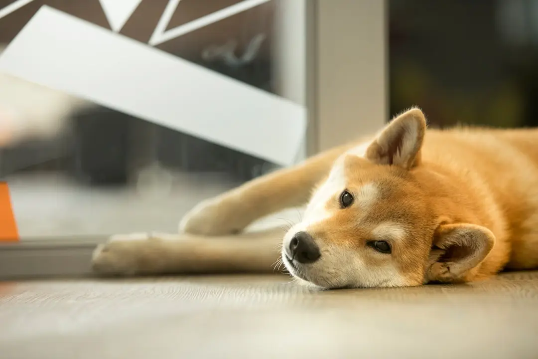 Shiba Inu Secures New Price Floor, Poised to Overtake AVAX and Other Rivals