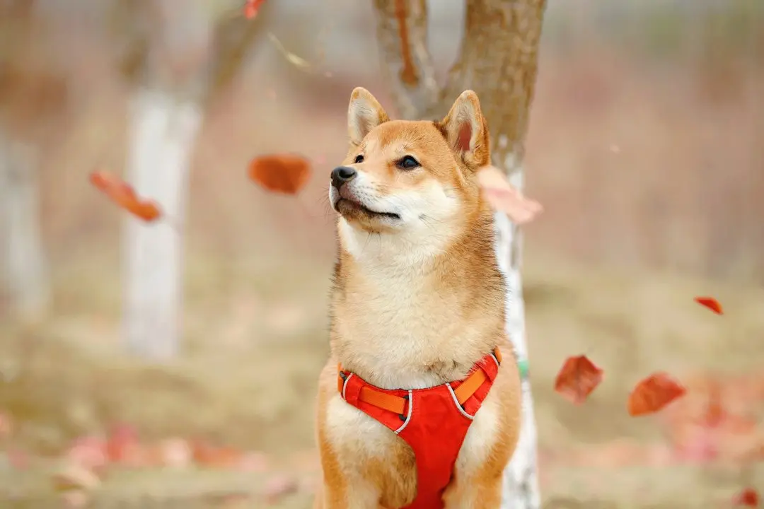Shiba Inu Faces Steep Market Correction as Gains Evaporate