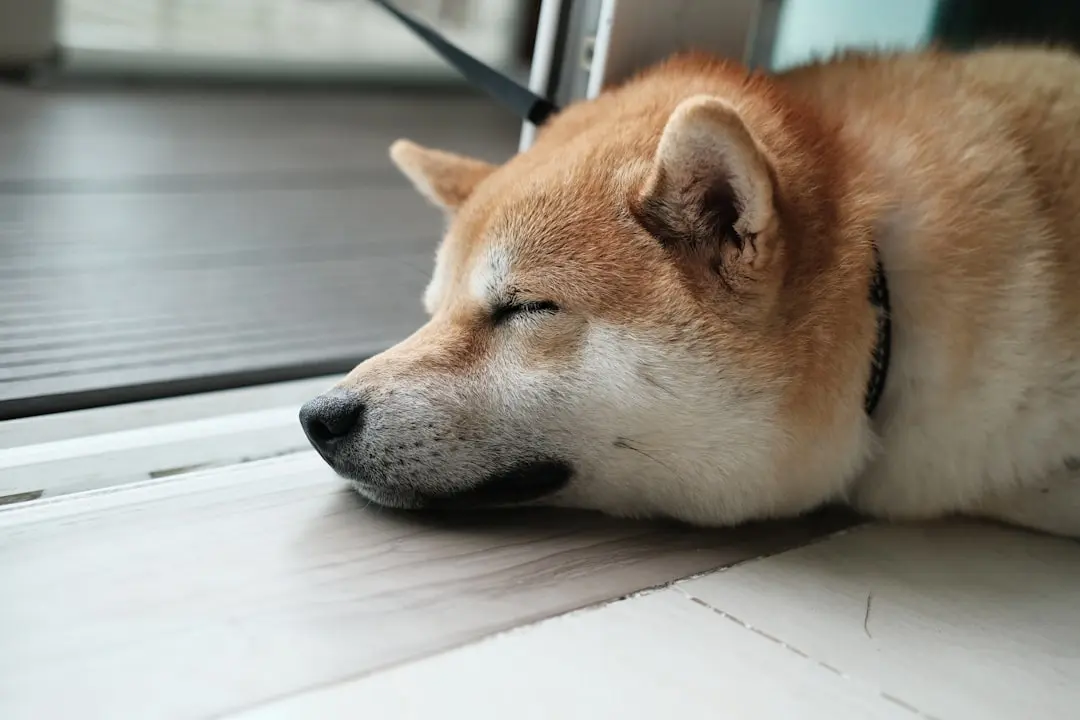 Shiba Inu Suffers Severe Drop in Key Market Metric