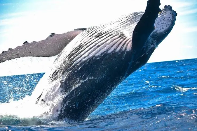 Crypto Whale Moves $378 Million After Holding Through 2020 Crash