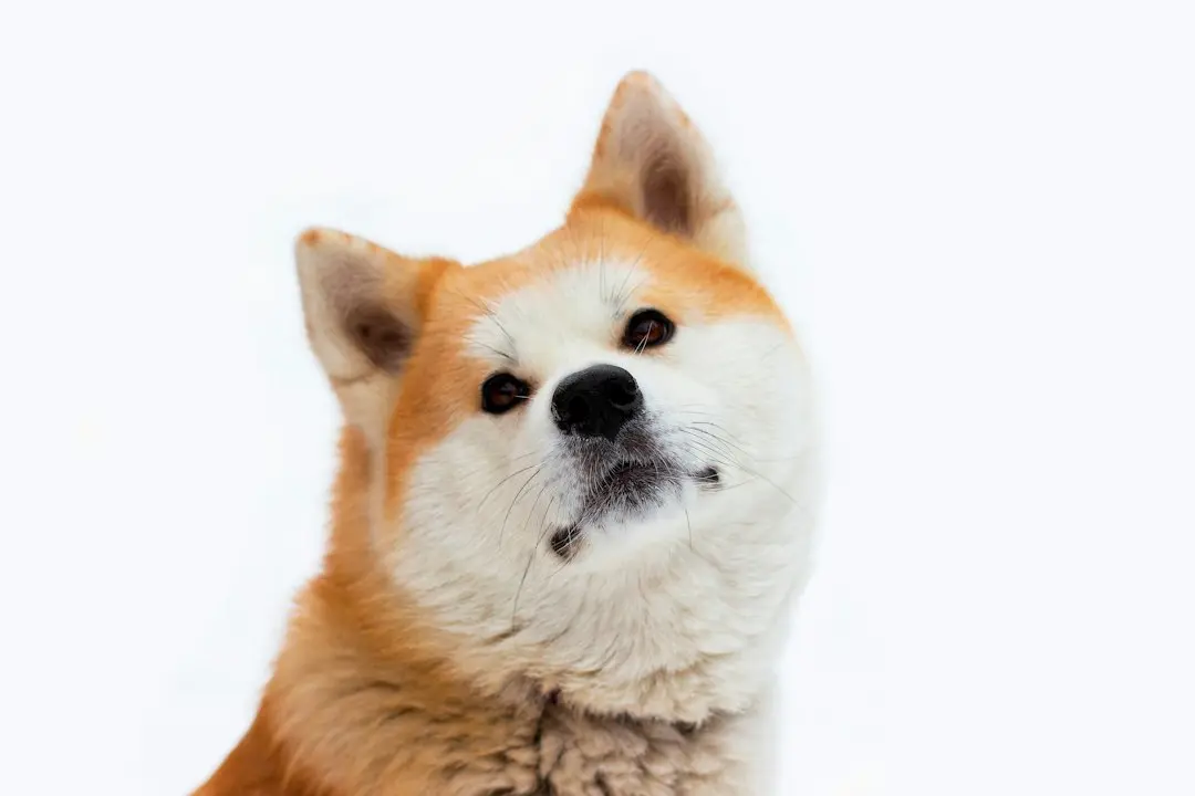 Shiba Inu Holds Steady Above Key Resistance as October Gains Momentum