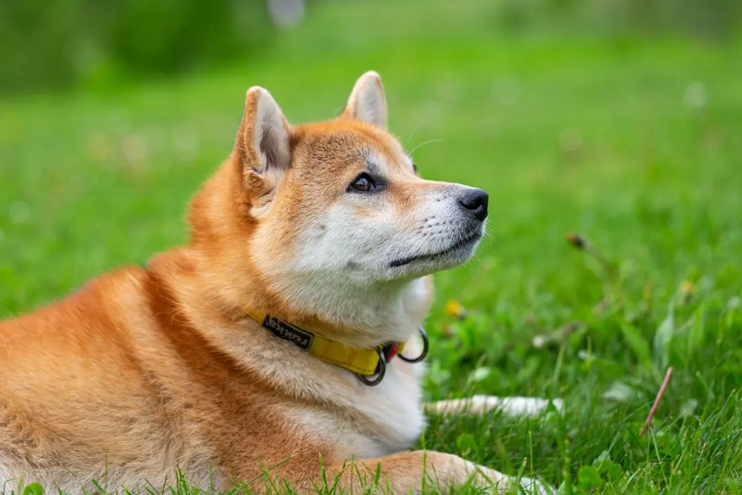 Shiba Inu, Zcash, Monero, and Dogecoin Face Strong Bearish Pressure