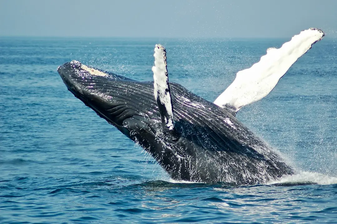 XRP Whale Activity on Binance Reaches Seven-Month Peak